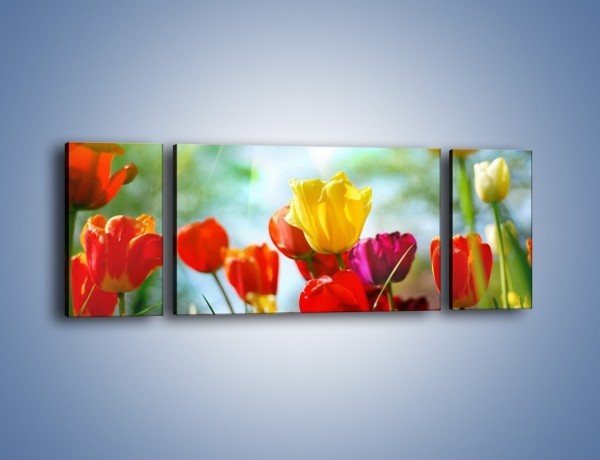 Obraz na płótnie – Pole polskich tulipanów – trzyczęściowy K011W5