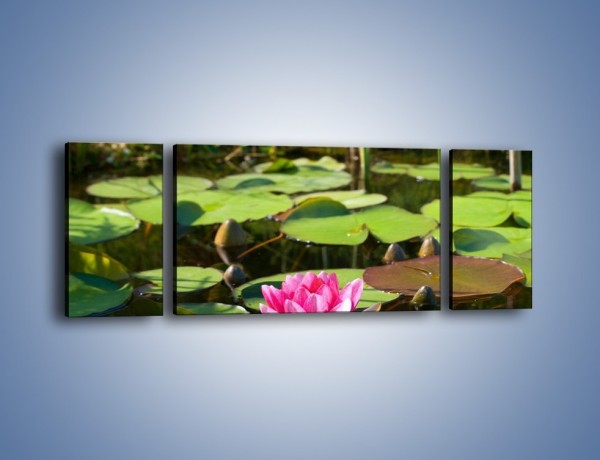 Obraz na płótnie – Ciemno-różowy nenufar na wodzie – trzyczęściowy K014W5