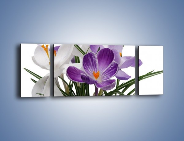 Obraz na płótnie – Biało-fioletowe krokusy – trzyczęściowy K020W5