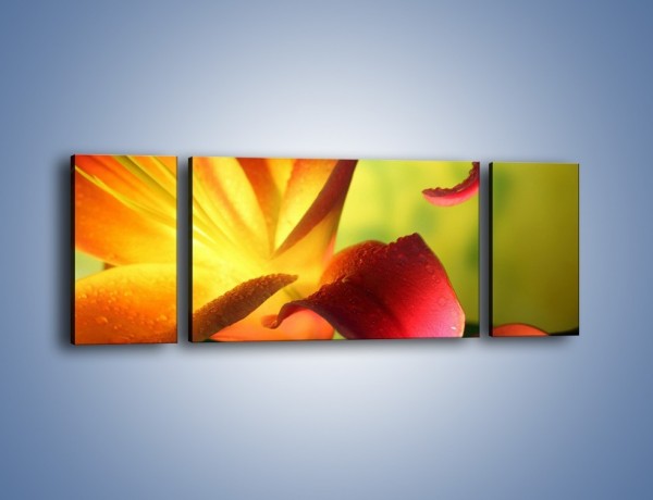 Obraz na płótnie – Rozwinięta lilia w kolorze słońca – trzyczęściowy K054W5