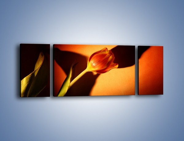 Obraz na płótnie – Tulipan w cieniu – trzyczęściowy K064W5