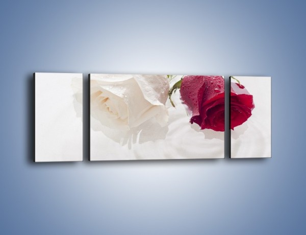 Obraz na płótnie – Róża biała czy czerwona – trzyczęściowy K077W5