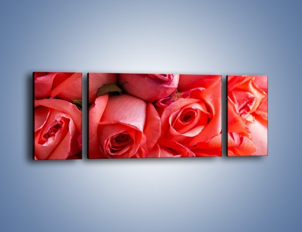 Obraz na płótnie – Tylko widoczne róże – trzyczęściowy K1004W5