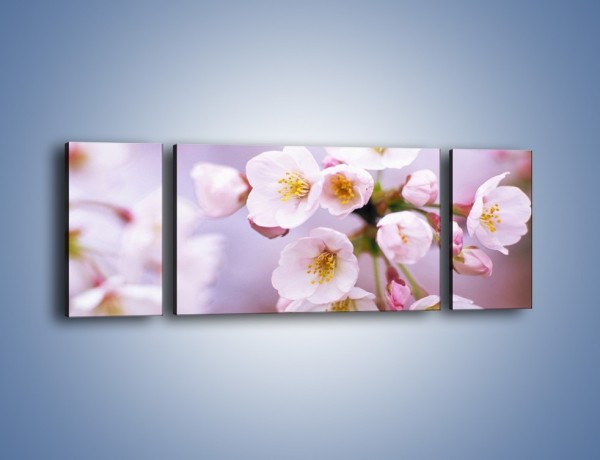 Obraz na płótnie – Gałązka kwiatów jabłoni – trzyczęściowy K102W5