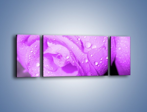 Obraz na płótnie – Jasno fioletowe skropione płatki – trzyczęściowy K1020W5
