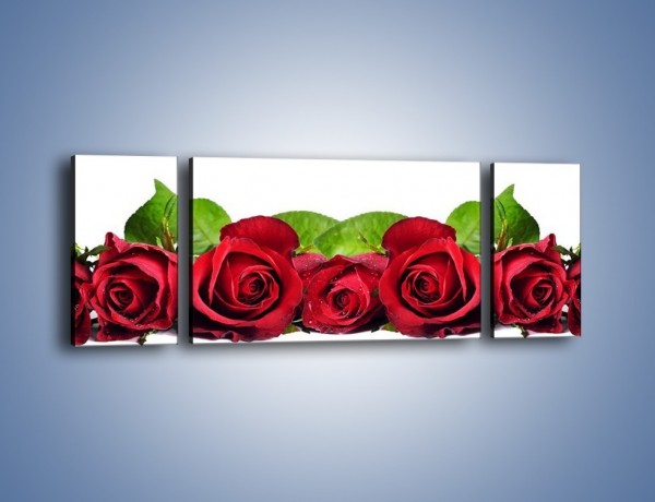 Obraz na płótnie – Pięknie ułożone róże – trzyczęściowy K108W5