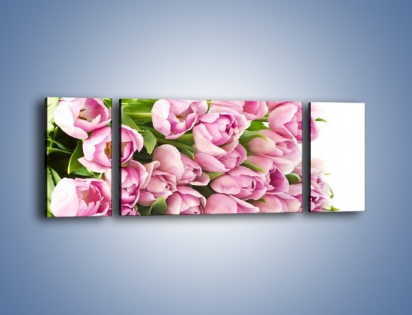 Obraz na płótnie – Ścięte tulipany w bieli – trzyczęściowy K110W5
