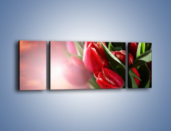 Obraz na płótnie – Ulewa nie straszna tulipanom – trzyczęściowy K113W5