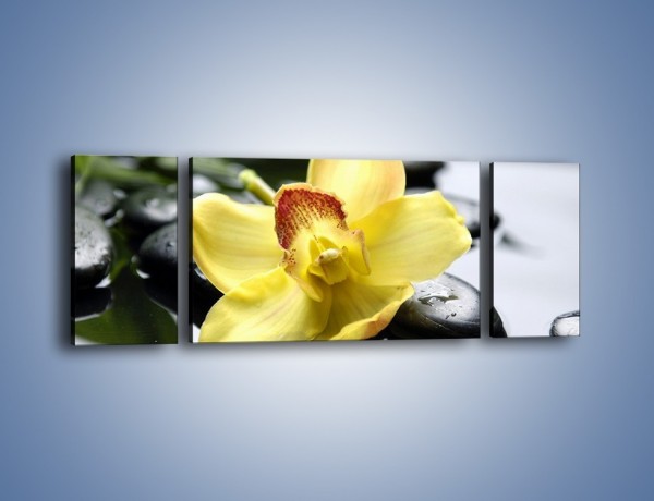 Obraz na płótnie – Żółty kwiat na mokrych kamieniach – trzyczęściowy K155W5
