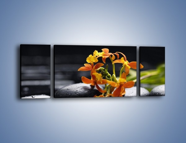 Obraz na płótnie – Gałązka małych storczyków – trzyczęściowy K160W5