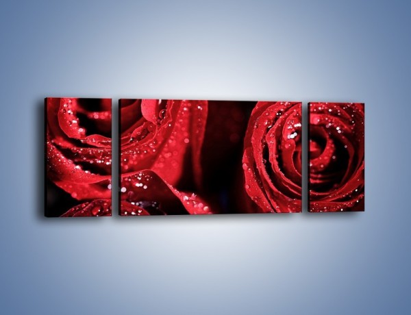 Obraz na płótnie – Róża czerwona jak wino – trzyczęściowy K170W5