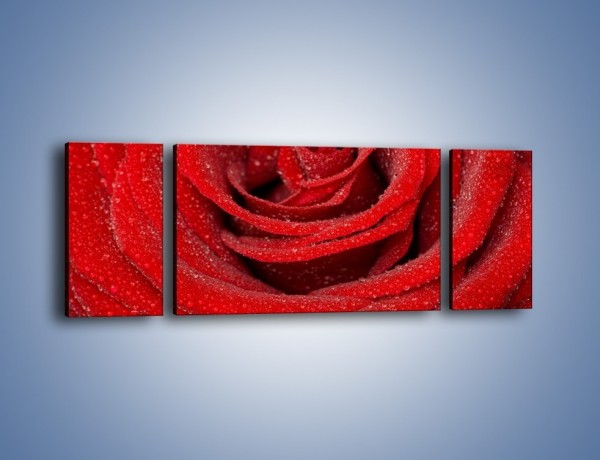 Obraz na płótnie – Czerwona moc w róży – trzyczęściowy K171W5