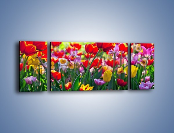 Obraz na płótnie – Odpoczynek wśród tulipanów – trzyczęściowy K218W5