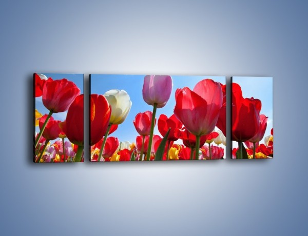 Obraz na płótnie – Kolorowy zawrót głowy z tulipanami – trzyczęściowy K221W5