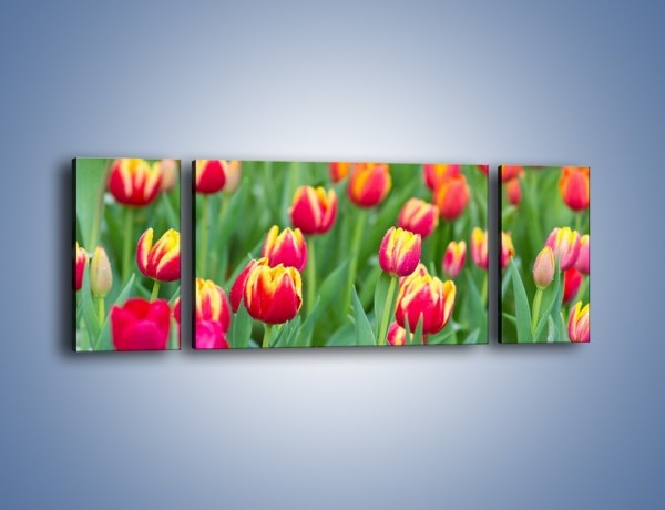 Obraz na płótnie – Spacer wśród czerwonych tulipanów – trzyczęściowy K231W5