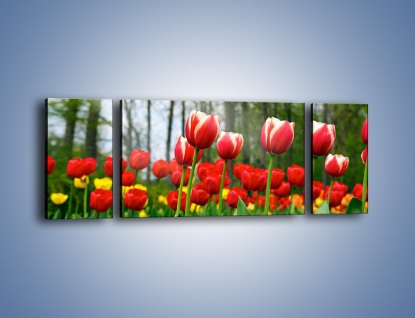Obraz na płótnie – Leśna polana pełna tulipanów – trzyczęściowy K319W5