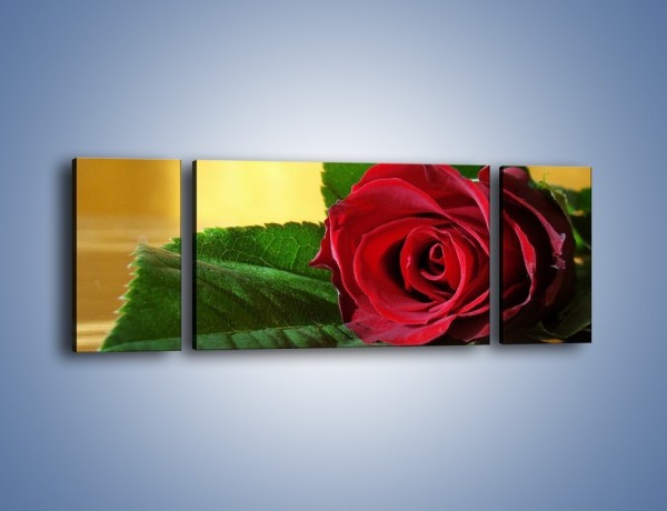 Obraz na płótnie – Róża w domowym zaciszu – trzyczęściowy K339W5