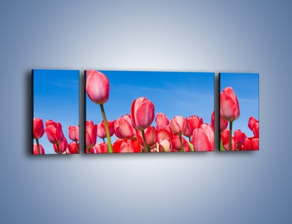 Obraz na płótnie – Tulipany czerwone jak nigdy – trzyczęściowy K345W5