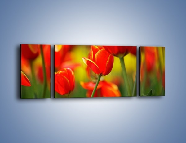 Obraz na płótnie – Wyraźny charakter tulipanów – trzyczęściowy K349W5