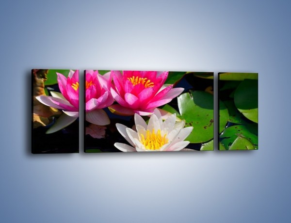Obraz na płótnie – Pływające kwiaty – trzyczęściowy K392W5
