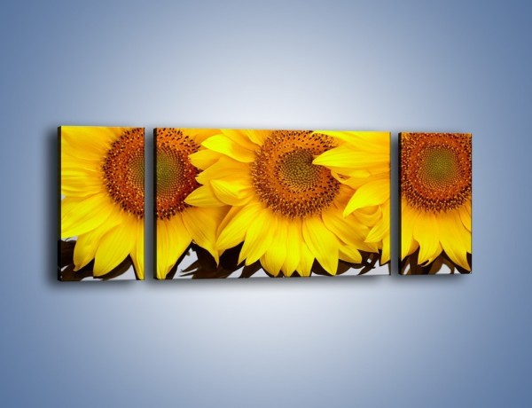 Obraz na płótnie – Najpiękniejsza odsłona słoneczników – trzyczęściowy K416W5
