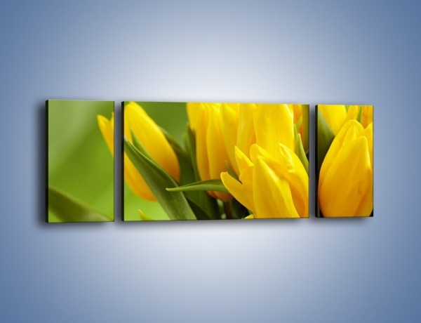 Obraz na płótnie – Słońce schowane w tulipanach – trzyczęściowy K424W5