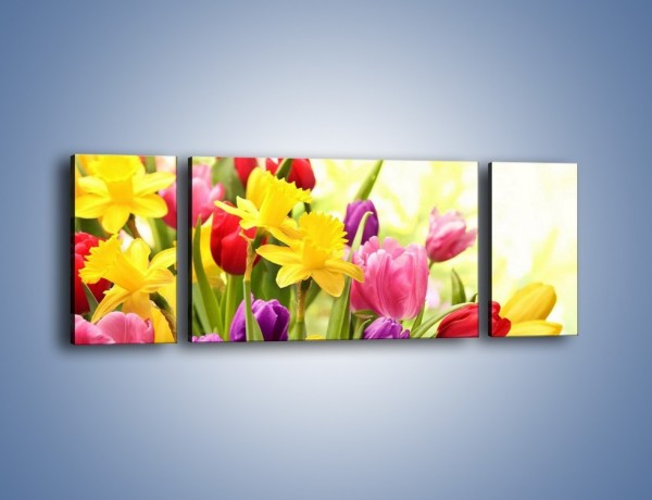 Obraz na płótnie – Żonkile wśród tulipanów – trzyczęściowy K430W5