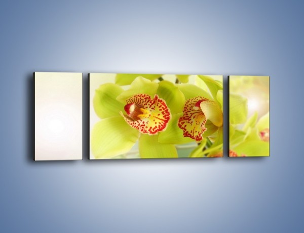 Obraz na płótnie – Limonkowy kwiat – trzyczęściowy K447W5