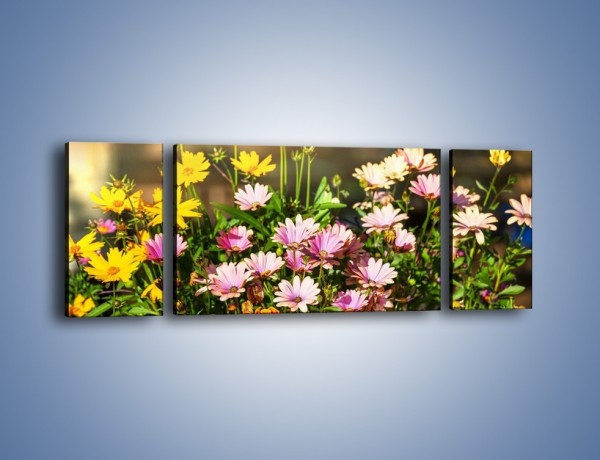 Obraz na płótnie – Polne kwiaty z uśmiechem – trzyczęściowy K456W5