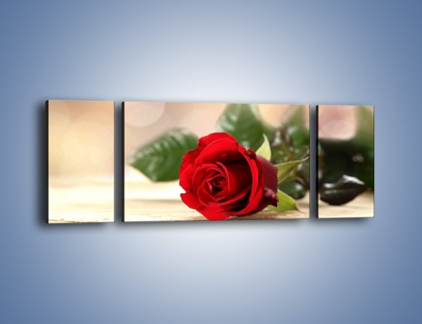 Obraz na płótnie – Stęskniona róża – trzyczęściowy K505W5