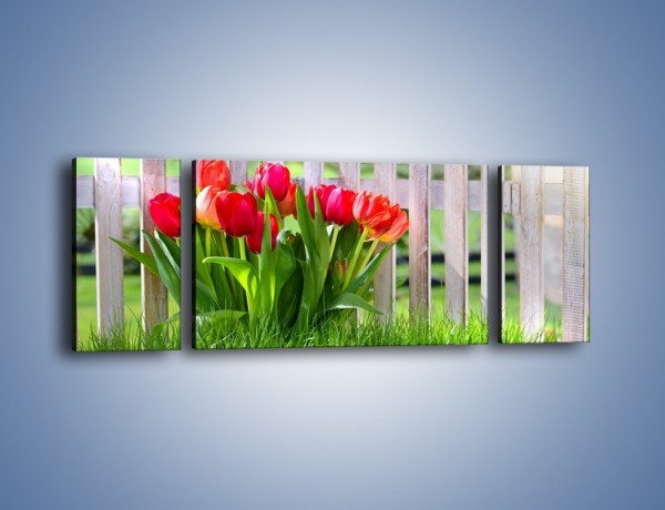 Obraz na płótnie – Tulipanki przy płocie – trzyczęściowy K554W5