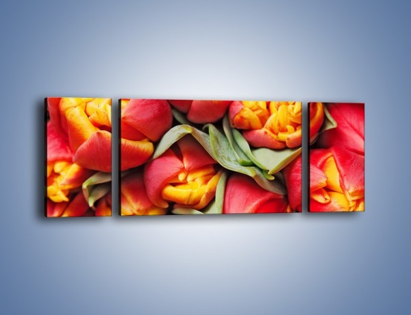 Obraz na płótnie – Tulipany papuzie – trzyczęściowy K573W5