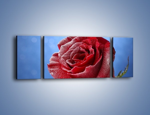 Obraz na płótnie – Róża w chłodne dni – trzyczęściowy K597W5