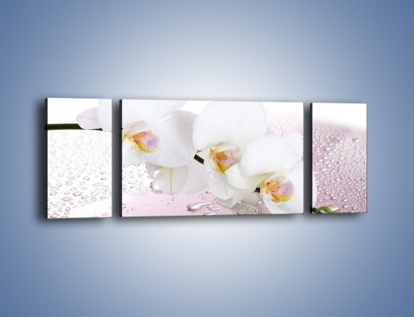 Obraz na płótnie – Czysta biel kwiata po deszczu – trzyczęściowy K618W5