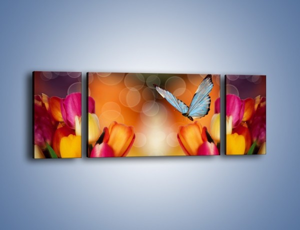 Obraz na płótnie – Motyl wśród tulipanów – trzyczęściowy K635W5