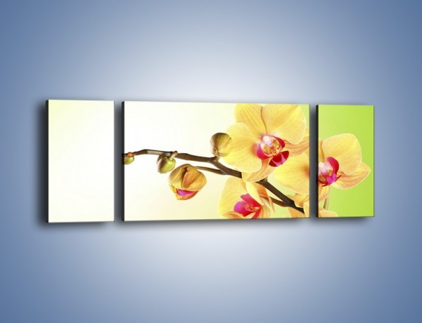 Obraz na płótnie – Kwiat na limonkowym tle – trzyczęściowy K650W5