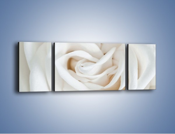 Obraz na płótnie – Biel róży za dnia – trzyczęściowy K709W5