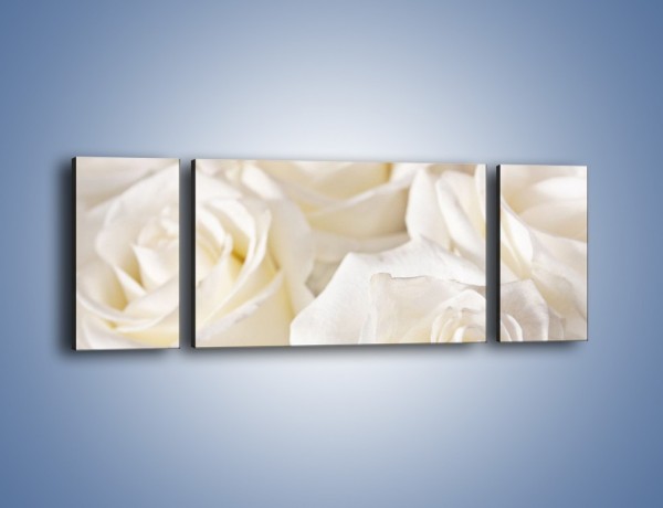 Obraz na płótnie – Dywan z białych róż – trzyczęściowy K711W5
