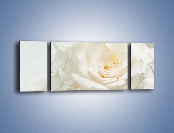 Obraz na płótnie – Czysta biel kwiatów – trzyczęściowy K712W5