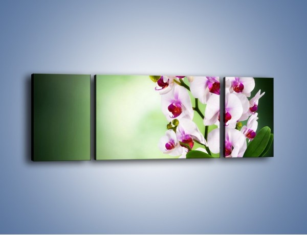 Obraz na płótnie – Kwiaty o zmierzchu – trzyczęściowy K726W5
