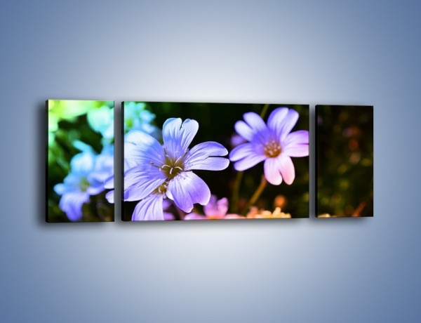 Obraz na płótnie – Niebieskie główki kwiatuszków – trzyczęściowy K769W5