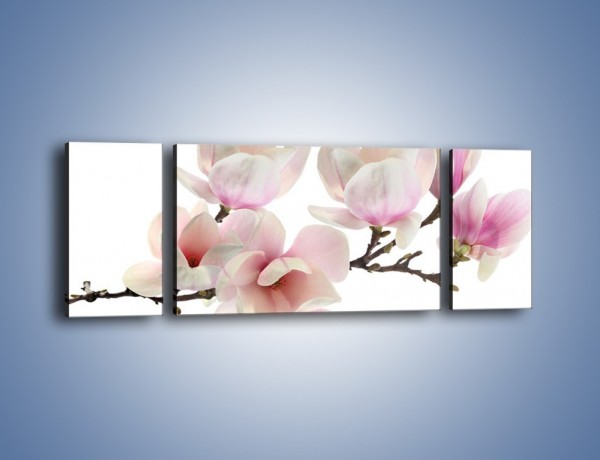 Obraz na płótnie – Zerwana gałązka magnolii – trzyczęściowy K780W5