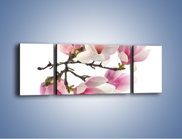 Obraz na płótnie – Wirujące kwiaty magnolii – trzyczęściowy K781W5