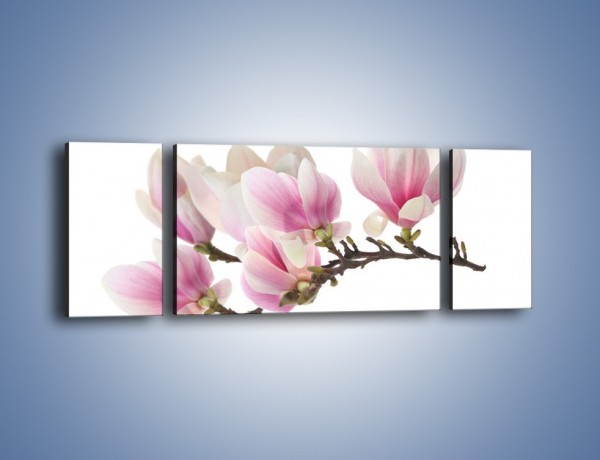 Obraz na płótnie – Rzut na gałąź magnolii – trzyczęściowy K782W5
