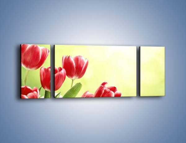 Obraz na płótnie – Polne tulipany i stokrotki – trzyczęściowy K789W5