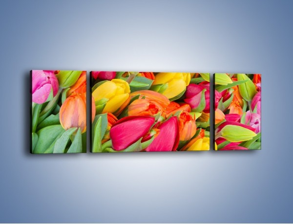 Obraz na płótnie – Ścięte pole tulipanów – trzyczęściowy K803W5