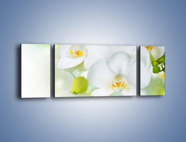 Obraz na płótnie – Zielony pąk białych storczyków – trzyczęściowy K808W5