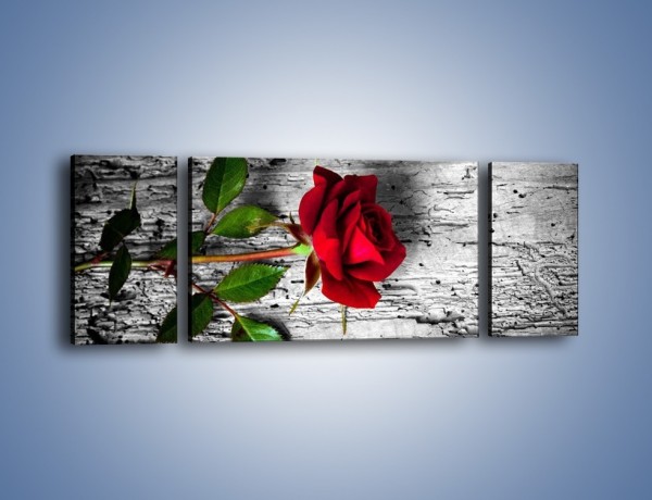 Obraz na płótnie – Róża na surowym tle – trzyczęściowy K843W5