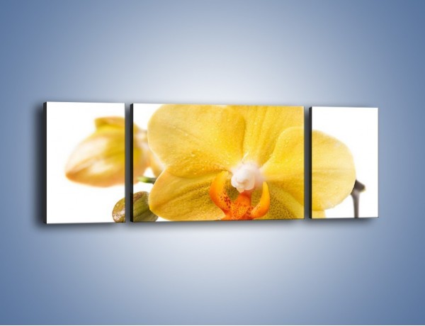 Obraz na płótnie – Kwiat jak soczysta pomarańcza – trzyczęściowy K851W5