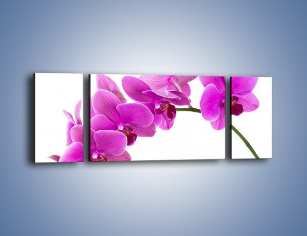 Obraz na płótnie – Kwiaty w lewą stronę – trzyczęściowy K853W5